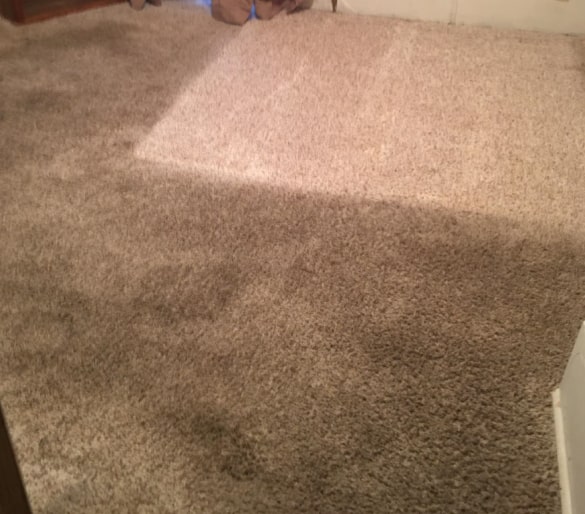 best carpet cleaning point cook